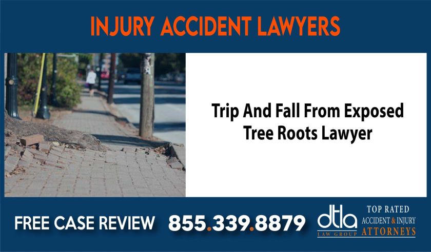 Trip And Fall From Exposed Tree Roots Lawyer attorney sue liability compensation incident