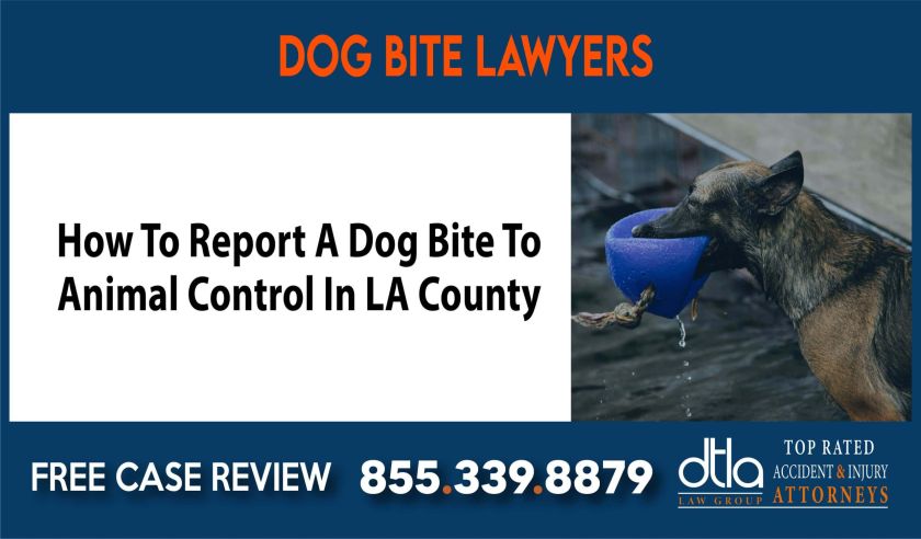 How To Report A Dog Bite To Animal Control In LA County sue liability lawyer attorney compensation incident