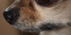 Chihuahua Bites Mail Man: Designated Dangerous Dog by Authorities
