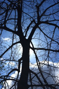 Falling Tree and Branch Injury Lawsuit