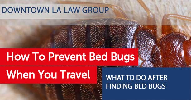 What To Do After Finding Bed Bugs