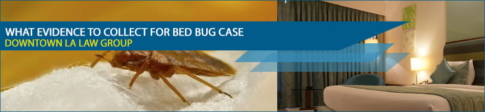 What evidence to collect suing Over Bed Bugs
