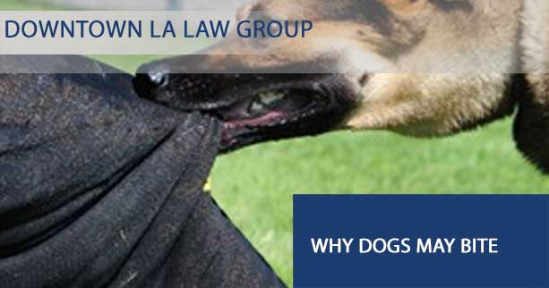 Compensation for a Dog Bite Lawsuit