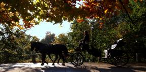 Horse-Drawn Carriage Accidents Claims
