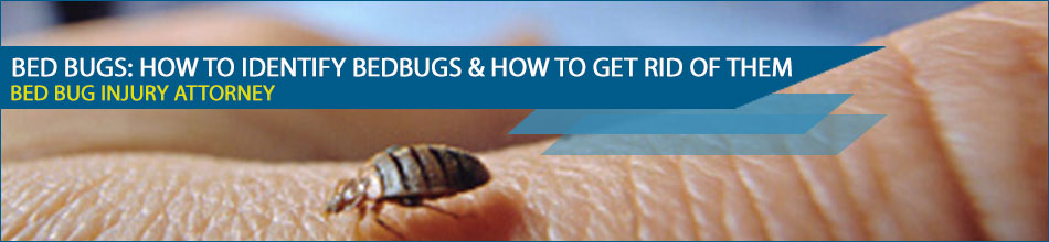 who is responsible for bed bugs - Landlord Responsibility for Bed Bugs