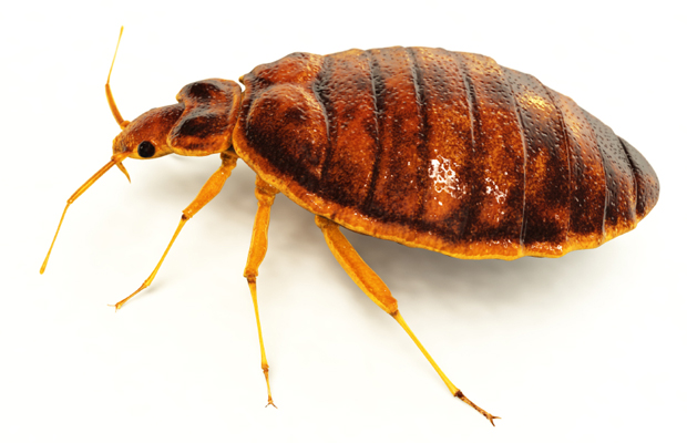 Hotel Room Bed Bug Infestation Attorney | Motel Liability