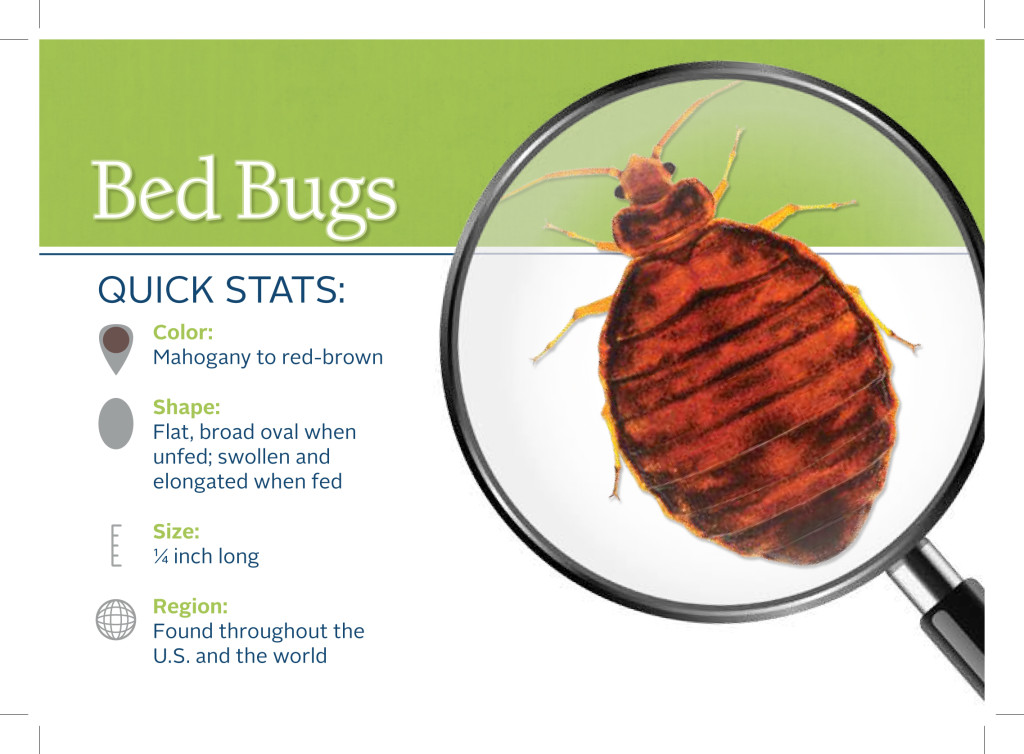 Bed Bug Attorney Los Angeles | Bedbug Infestations in Hotels – Downtown