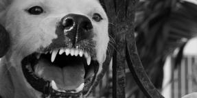 Colton Pitbull Dog Bite Attack – Margarita Negrete 4-21-13