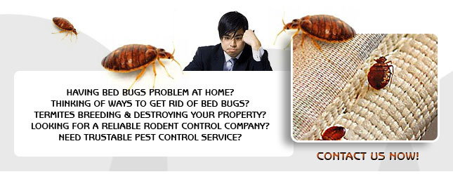 Consult A Bed Bug lawsuits Attorney