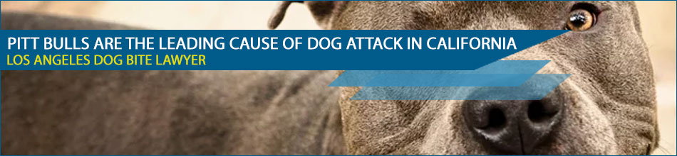 Pitt Bulls Are the Leading Cause of Dog Attack in California