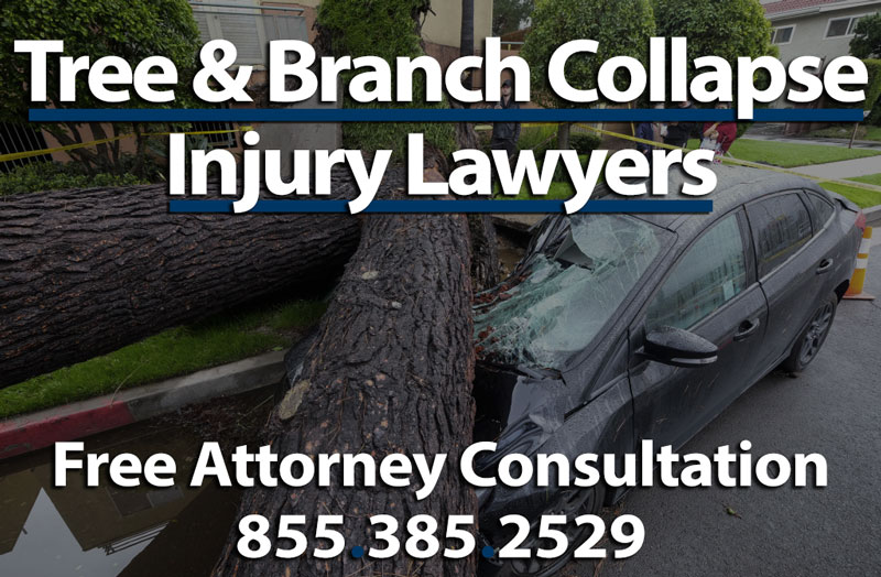 tree branch collapse injury lawyer attorney sue compensation